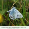 polyommatus amandus utchkulan male 1